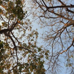 tree tops